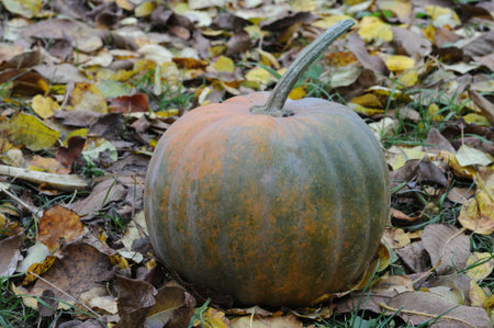 Pumpkin on the ground in the autumn park. Close up.の写真素材