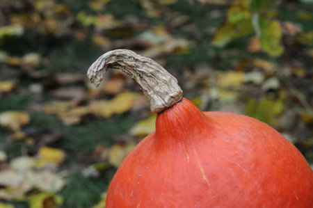 Red pumpkin on a background of autumn leaves. Selective focus.の写真素材