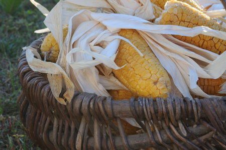 Basket of corn cobs with leaves in the garden. Selective focus.の写真素材