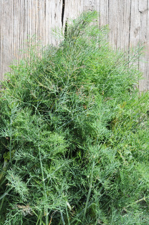 Green dill on old wooden background. Fresh dill in the garden.