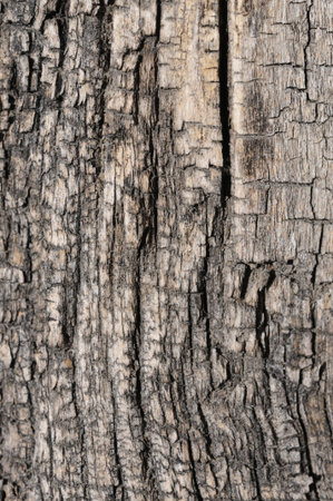 Old wood texture with natural patterns. Abstract background and texture for design.