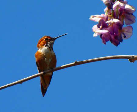 Hummingbird Looking at Flowersの写真素材