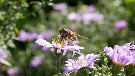 Bee on the flower