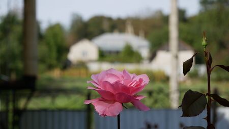 Rose in front of the houseの写真素材