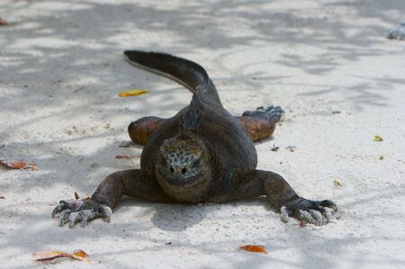 Marine iguanaの写真素材