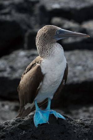 Blue-footed boobyの写真素材