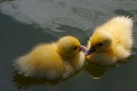 Two little yellow ducklingsの写真素材