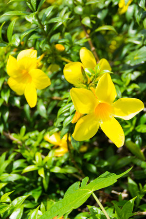 Close up of real nature yellow floral in tree