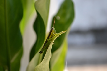 grasshopper on leaf の写真素材