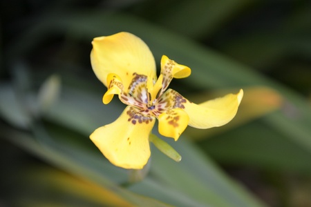 the yellow flower in the small townの写真素材