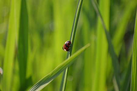 ladybugs in the rice fieldの写真素材