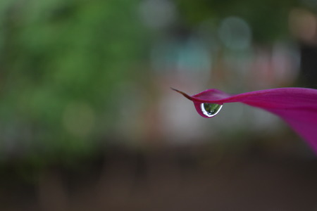 Drop water on leafの写真素材