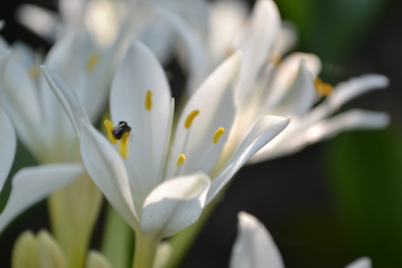 Beautiful flowers and beeの写真素材