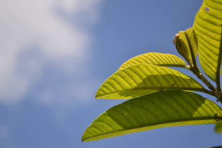 Guava leaves on a blue sky backgroundの写真素材