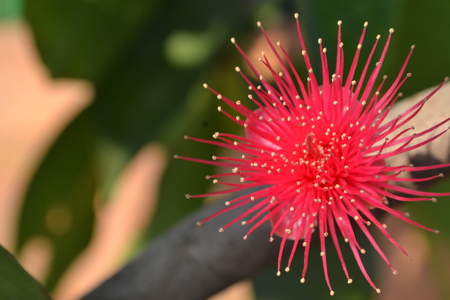 beautiful red flower of water apple