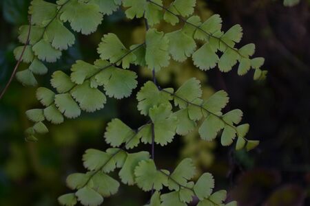 Close up fern leafの写真素材