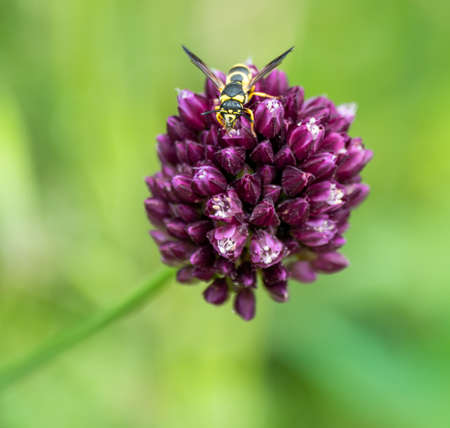 bee pollinating beautiful violet flower with green out-of-focus backgroundの写真素材
