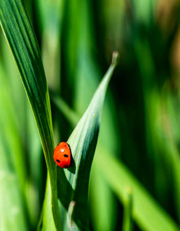 ladybug placed on a young green leaf of wheat, where the red color of the ladybug stands out from...