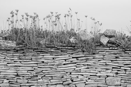 image of stone wall in rural environment, black and white imageの写真素材
