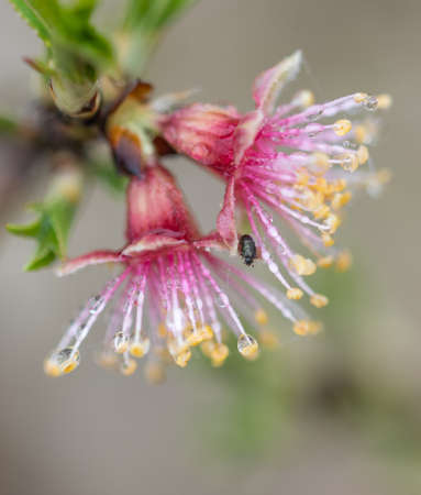 macro detail of almond blossom wet with water drops, droplets on filaments and anthers. Copy spaceの写真素材