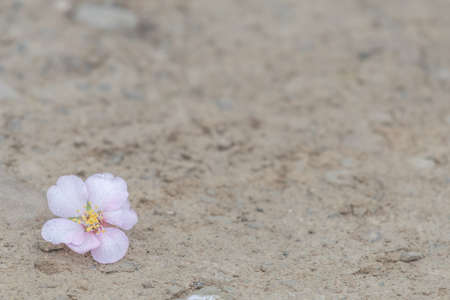 single almond blossom on the ground and selective focus with plenty of room for copy spaceの写真素材