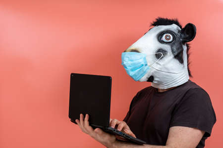 person disguised as a cow mask and surgical mask using a laptop computer on pink background