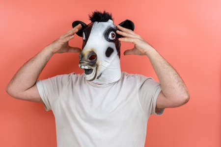 person wearing a cow mask with both hands on the head on a pink backgroundの写真素材