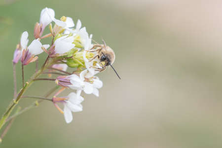 Bee perched on top of white flowers pollinating with a selective spotlight