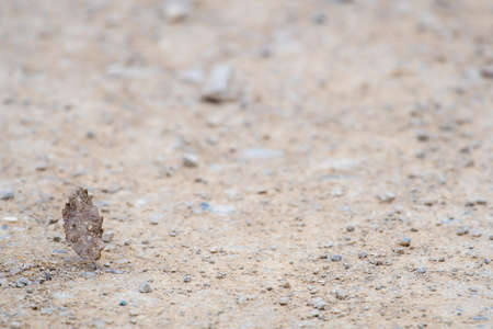 lone dead and holed leaf stuck in the ground with plenty of space available for copy spaceの写真素材