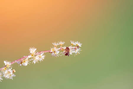 branch of white flowers with a pollinating bee and blurred background for copy spaceの写真素材