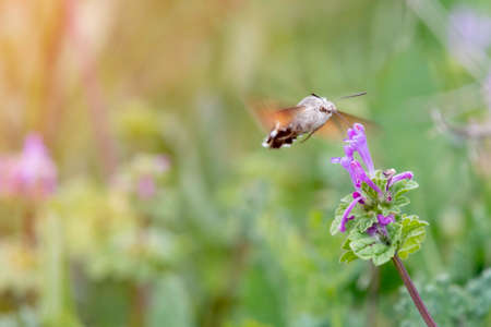 bumblebee pollinating a violet flower with blurred background with copy spaceの写真素材