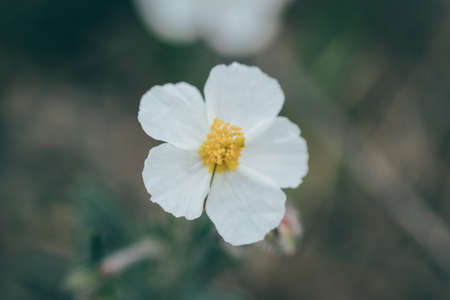 Yellow detail of anthers, stigma, pistil and filaments of a flower with white petals. Horizontalの写真素材