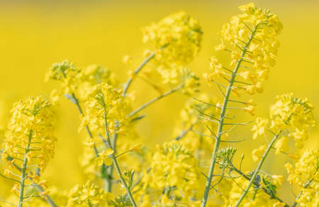 yellow flowers of an oilseed rape field with yellow background very out of focus