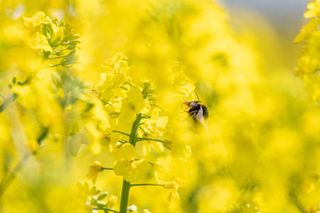 close-up of a bee pollinating yellow rapeseed flowers with selective focus