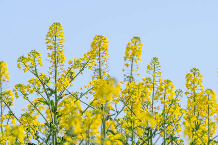 field of yellow rapeseed flowers with out-of-focus background and selective focus with plenty of space for copy spaceの写真素材