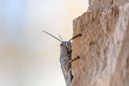 Detail of a grasshopper perched on a stone wall. Selective focus.