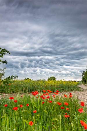 Spectacular gray sky with storm clouds and red poppies in the foregroundの写真素材
