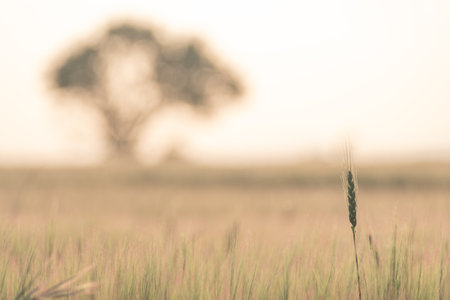 cereal field with foreground of an ear of wheat with a tree out of focus in the background. Warm colors.の写真素材