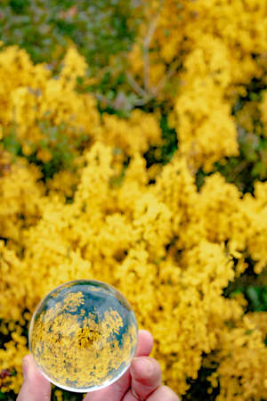 photos of poppies and daisies through a crystal ball with selective focus