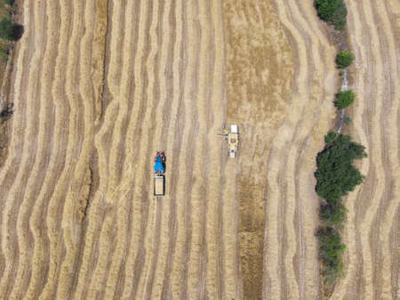Aerial drone view of a yellow combine harvester and a blue tractor harvesting in a cereal field. View of the straw rows.の写真素材