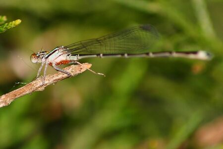 dragonfly