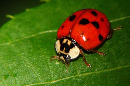 ladybug on a leafの写真素材