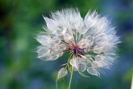 big dandelion seeds