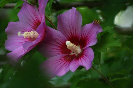 two flowers bloomingの写真素材