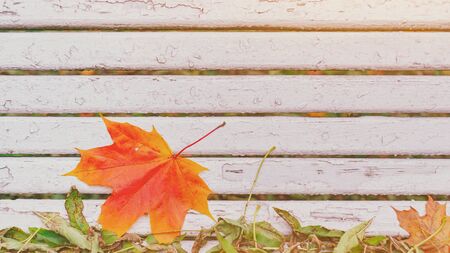 Colorful autumn dry maple leaves border frame on white painted rustic wooden bench. Empty space for copy, text, lettering. Horizontal postcard template. Fall leaf on old grunge wood deck backgroundの写真素材