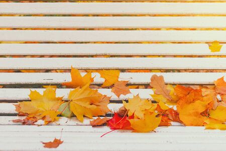 Colorful autumn dry leaves border frame on white painted rustic wooden bench. Empty space for copy, text, lettering. Horizontal postcard template. Fall leaf on old grunge wood deck backgroundの写真素材