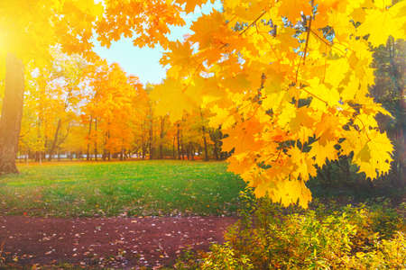 Autumn yellow closeup Bright orange maple treeの写真素材