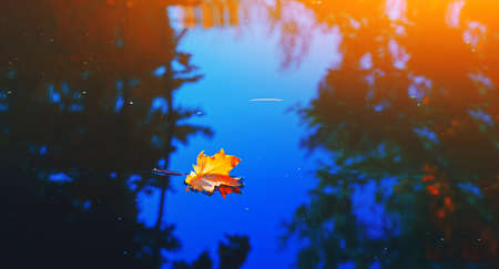 Autumn cold rainy day. Yellow orange maple leaf floating in lake. Vibrant color of fall season of nature. Calm forest park. Reflection of blue sky in clean water surface of pond. Tranquil zen conceptの写真素材
