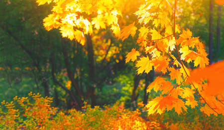 Autumn yellow leaf closeup. Bright orange autumn tree. Blur bokeh on background. Golden color flora...