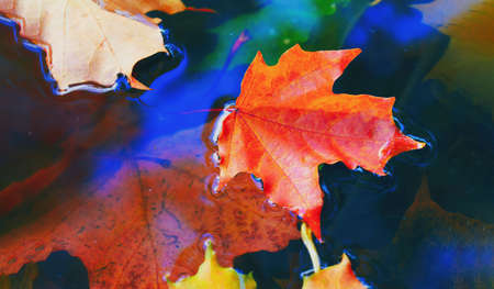 Autumn cold rainy day. Yellow orange maple leaf floating in lake. Vibrant color of fall season of...